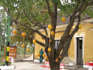 tokfesztival16 